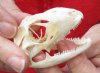 A-Grade Green Iguana skull, American iguana skull for sale, 2-1/4 inches long  - review all photos. You are buying the skull pictured for $49 (beetle cleaned and whitened)