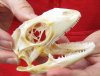Green Iguana skull, American iguana skull for sale, 3-1/4 inches long  - review all photos. You are buying the skull pictured for $64 (beetle cleaned and whitened)