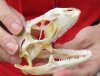 Green Iguana skull, American iguana skull for sale, 3-3/4 inches long  - review all photos. You are buying the skull pictured for $64 (beetle cleaned and whitened)