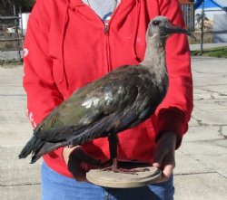 Real Hadada Ibis (Bostrychia hagedash) full mount with base 15 inches tall for $375 (Signature Required)
