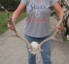 Fallow Deer Skull plate and horns (antlers) 19 (You are buying the fallow deer skull plate and horns shown) for $75.00