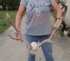 Fallow Deer Skull plate and horns (antlers) 21 and 22 (You are buying the fallow deer skull plate and horns shown) for $85.00