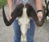 17 inch wide African Black Male Wildebeest Skull and Horns - You are buying the black wildebeest skull pictured for $105.00 (damage to skull, holes)