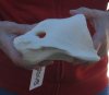 Giraffe Vertebrae Atlas Bone, 6 inches long - you are buying the one pictured or $55