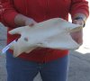 Giraffe Neck Vertebra Bone - 12 inches long - you are buying the one pictured for $65