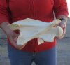 Giraffe Neck Vertebrae Bone - 13 inches long - you are buying the one pictured for $65
