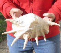 12 inch giant spider conch shell For Sale for $14