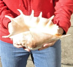 Buy this Authentic Giant Spider Conch shell Measuring 13 inches for $16