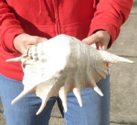 Buy this Authentic Giant Spider Conch shell Measuring 13 inches for $16