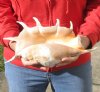 Giant Spider Conch shell Measuring 13 inches for decorating - This shell has crème filler - you are buying the one pictured for $16