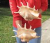 2 pc lot of 13 inch giant spider conch shells for decorating - you are buying the one pictured for $28/lot