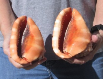 Two piece Cameo Bullmouth sea shells 5 inches long Available for Sale for $18/lot