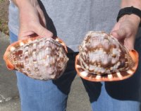 Buy these Two Cameo Bullmouth sea shells 5 inches long for $9 each