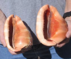 Two piece Lot of 5 Inch Cameo Bullmouth Seashells For Sale for $9.00 each