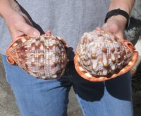 Two piece Lot of 5 Inch Cameo Bullmouth Seashells For Sale for $9.00 each