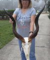 Kudu Skull for Sale with 32 inch Horns - You are buying this one for $225