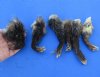 6 piece lot of North American Opossum feet, opossum paws, cured in formaldehyde,  measuring 4  to 5 inches in length - $20