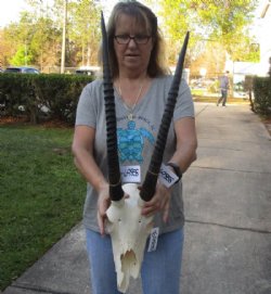 B-Grade Female Sable Skull with 23 & 24 inch Horns - $175