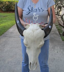 Indian Water Buffalo Skull & horns 15 &16 inches - $75