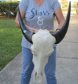 Indian Water Buffalo Skull & horns 18 inches - $75