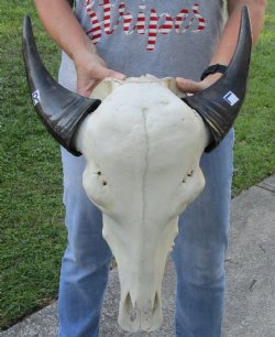 Indian Water Buffalo Skull & horns 12 inches - $75