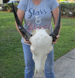 Indian Water Buffalo Skull & horns 17 &18 inches - $75