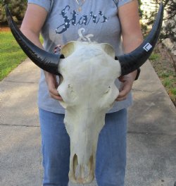 Indian Water Buffalo Skull & horns 13 inches - $75