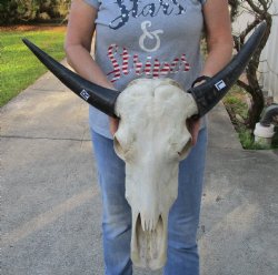 Indian Water Buffalo Skull & horns 13 & 14 inches - $75
