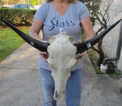 Indian Water Buffalo Skull & 15 inch horns  - $75