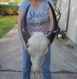 Indian Water Buffalo Skull & horns 16 &17 inches - $75