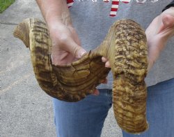 32 inch XL Sheep Horn for $30