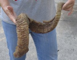 37 inch XXL Sheep Horn for $35