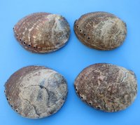 Green Abalone Shells, 6-1/2 to 7-1/4 inches  (2 pcs, 12 pcs)