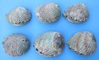 Wholesale Pink Abalone Shells, Haliotis Corrugata,  6 inches to 6-3/4 inches - 2 @ $7.00 each; 12 @ $6.30 each