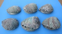 Wholesale Pink Abalone Shells, Haliotis Corrugata,  6 inches to 6-3/4 inches - 2 @ $7.00 each; 12 @ $6.30 each