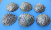 Wholesale Pink Abalone Shells, Haliotis Corrugata,  6 inches to 6-3/4 inches - 2 @ $7.00 each; 12 @ $6.30 each