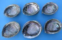 Wholesale Pink Abalone Shells, Haliotis Corrugata,  6 inches to 6-3/4 inches - 2 @ $7.00 each; 12 @ $6.30 each