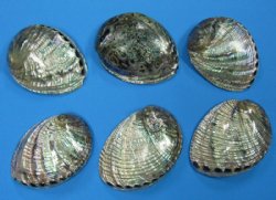 Wholesale Polished Green Abalone Shells Bulk 5-1/2"-6-1/4" commercial grade, - Pack of 2 @ $16.50 each; Packed: 10 pc @ $14.75 each