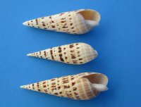 Wholesale Terebra Maculata seashells, auger shells 4 inch to 5 inch - 10 pcs @ $.90 each; 100 pcs @ $.80 each