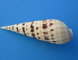 Wholesale Terebra Maculata seashells, auger shells 4 inch to 5 inch - 10 pcs @ $.90 each; 100 pcs @ $.80 each