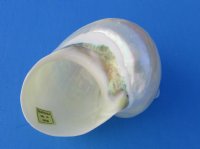 Wholesale Pearl turbo Shells 4 inch to 4-1/2 inch - 2 pcs @ $7.00 each; 10 pcs @ $6.30 each