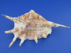 Extra Large Wholesale Lambis Lambis Common Spider Conch Shells 6 to 8 inch - 10 pcs @ $1.25 each