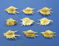Wholesale Common Spider Conch Shells, Lambis lambis, 4 to 6 inches - 20 pcs @ $.40 each
