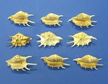 4-1/2 inches to 6 inches case of wholesale common spider conchs, lambis lambis - "Africana" 120 pcs @ .44 each 