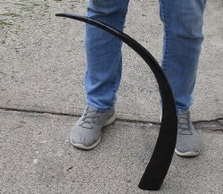 32 inch polished long buffalo horn - $19