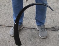 32 inch polished long buffalo horn - $19