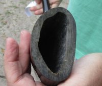 32 inch polished long buffalo horn - $19