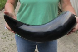 22 inches wide base polished water buffalo horn - $37