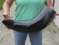 24 inches wide base polished water buffalo horn - $37