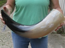 27 inches wide base polished water buffalo horn - $50